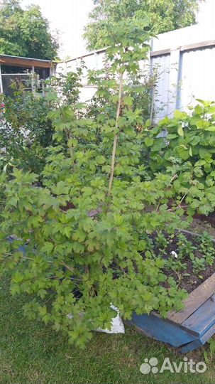 Декоративные кустарники и сортовые лилейники