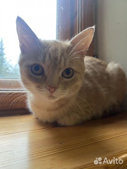 Кот британец