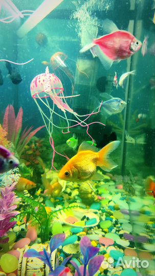 Аквариум 140 литров под ключ все в комплекте