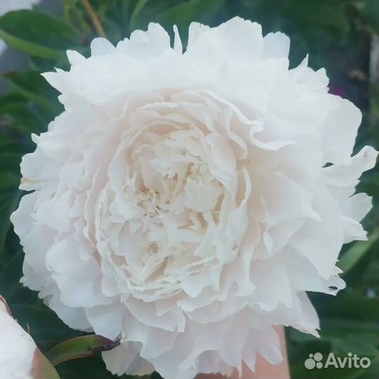 Пионы из сада