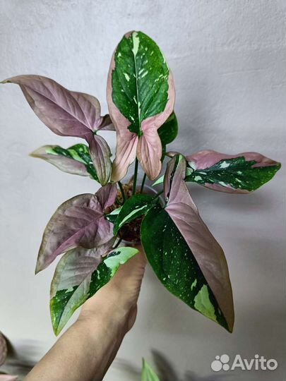 Сингониумы Рэд Спот триколор