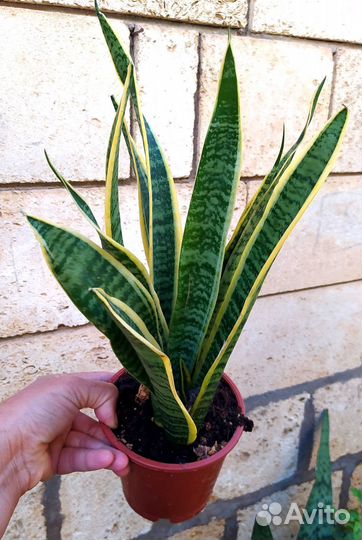 Цветы для дома. Растения