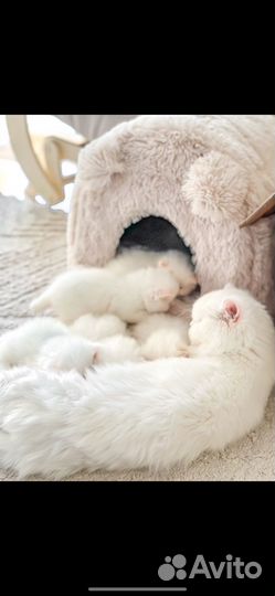 Персидская кошка для разведения