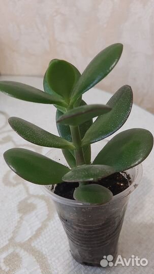 Денежное дерево