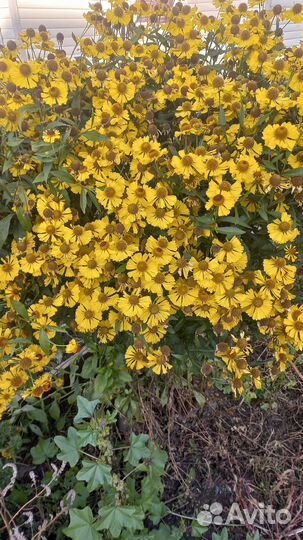 Продам цветы сентябринки многолетние