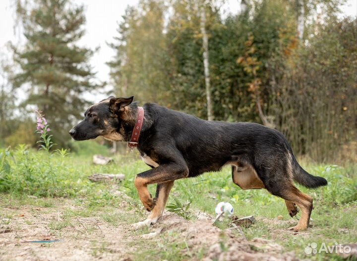 Собака в добрые руки