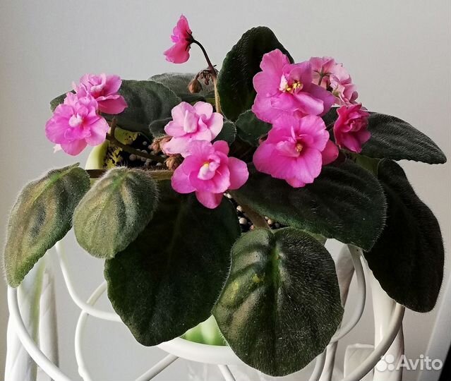 Фиалка цветущая