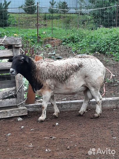 Овцы бараны ягнята