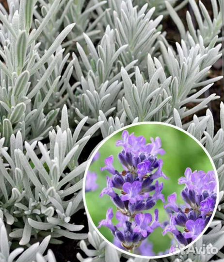 Крымская Лаванда