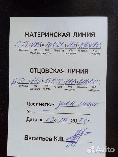 Пчелы и матки