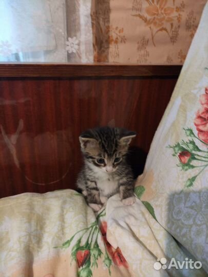 Котята в добрые руки бесплатно