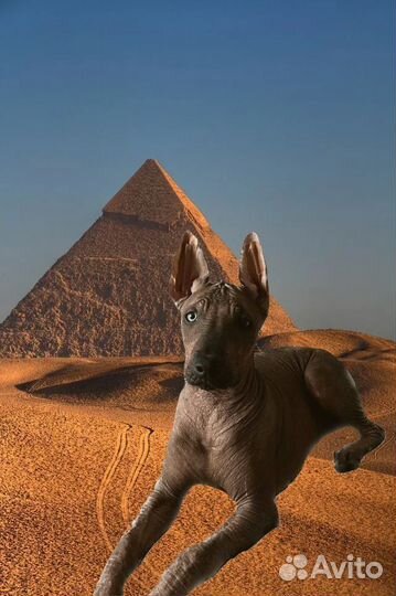 Ксолоитцкуинтли стандарт