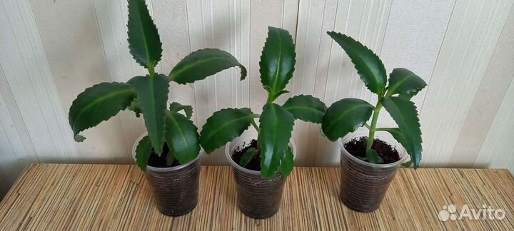 Каланхоэ лечебное