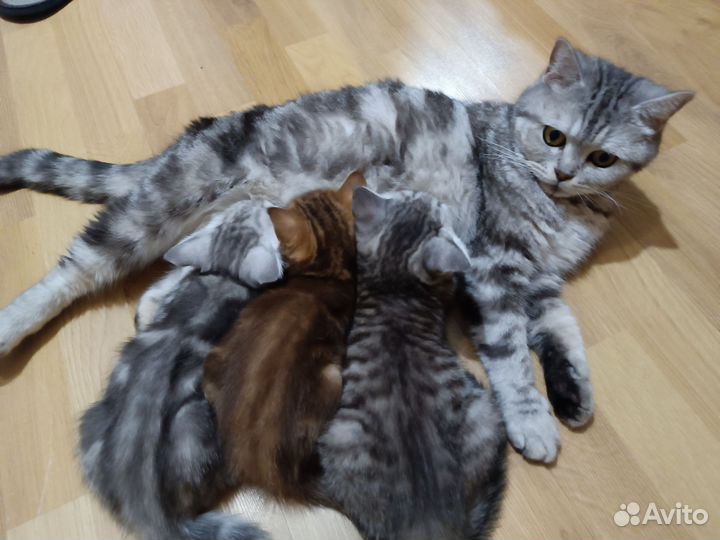 Шотландские котята