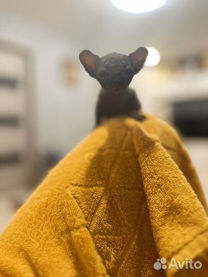 Канадский сфинкс эльф