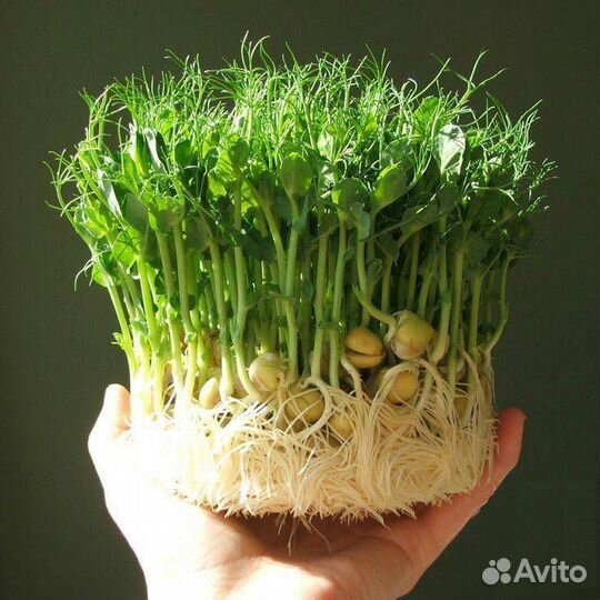 Микрозелень