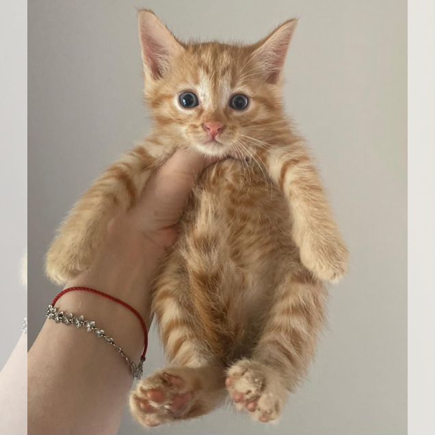 Сибирский котёнок