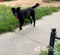 Пёс Черныш ищет дом