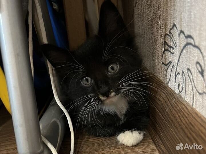 Котенок в добрые руки