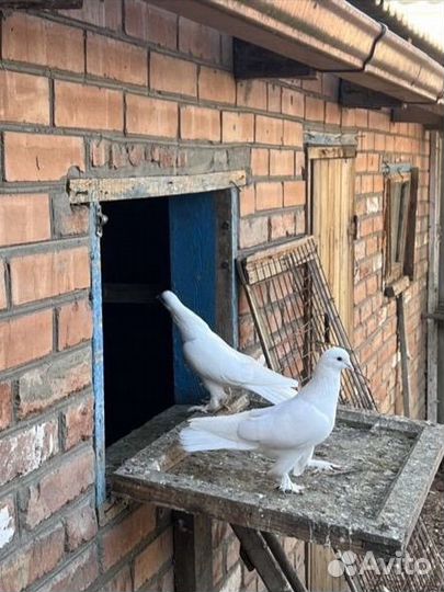 Породистые голуби