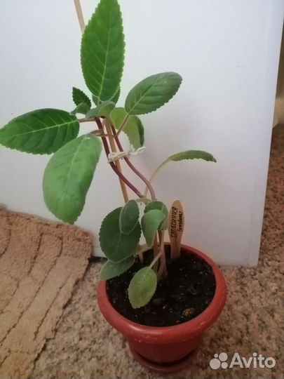 Комнатные цветы