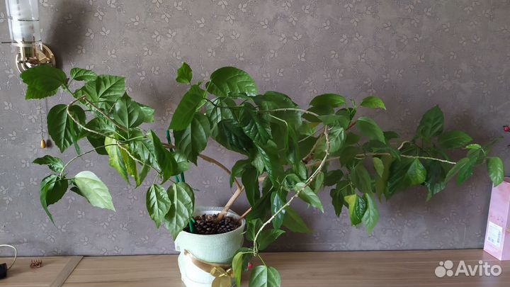 Китайская роза, цветет