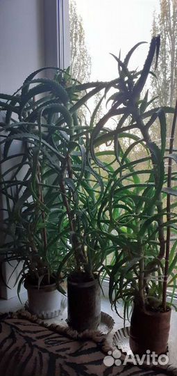 Цветок алоэ лечебный