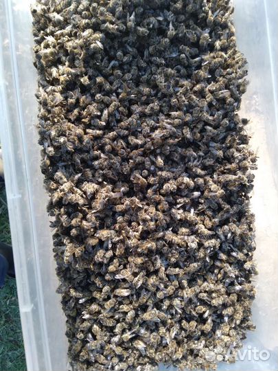 Пчелиный подмор