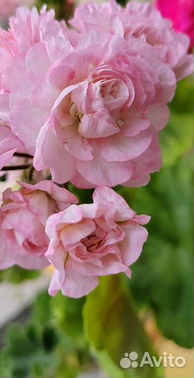 Сортовые пеларгонии