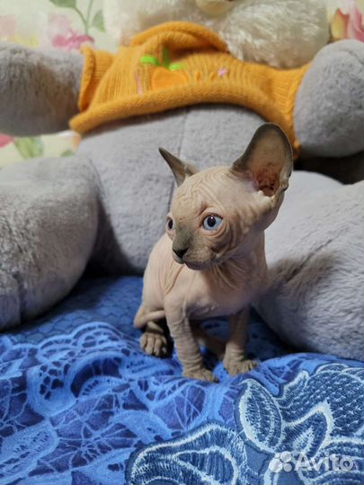 Канадский сфинкс котенок