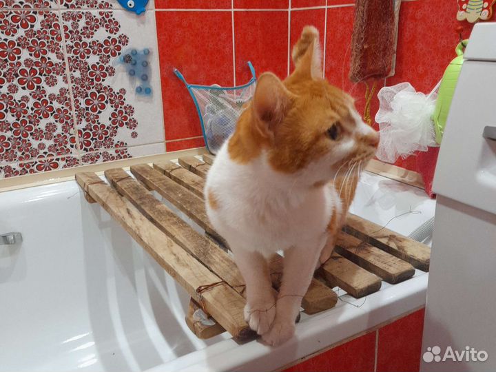 Кот в добрые руки