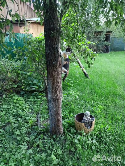 Котята-подростки в добрые руки