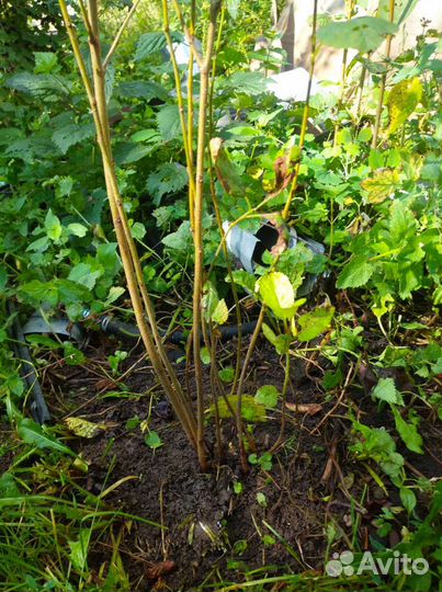 Саженцы вишни 