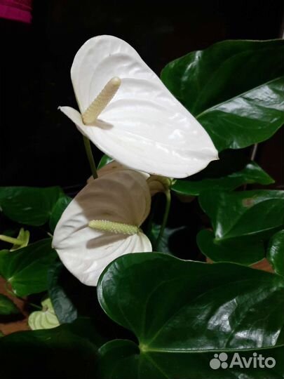 Антуриум Монтана