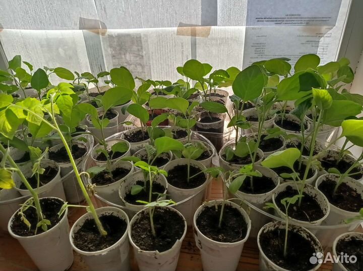 Продам рассаду баклажанов
