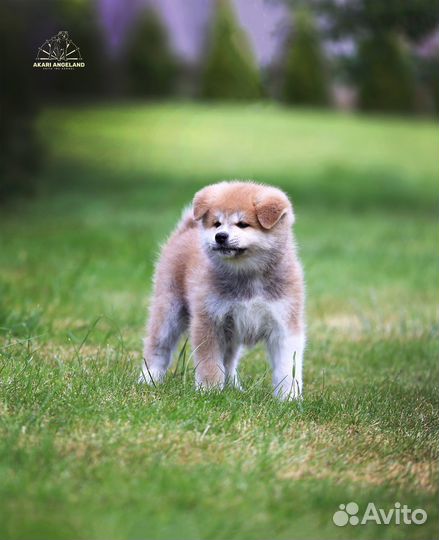 Замечательные щенки Акита-Ину для Вас