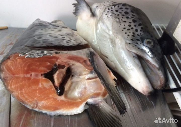 Головы и обрезь сёмги