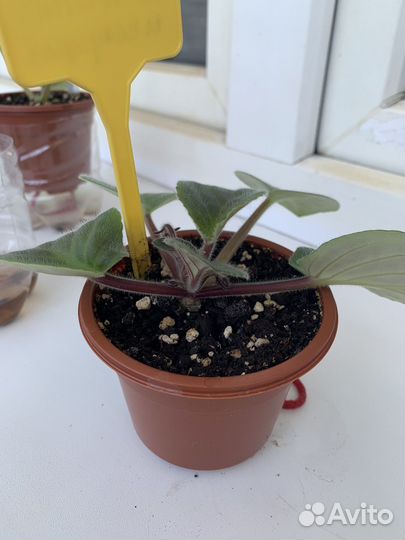 Фиалка, бегония, хризантема