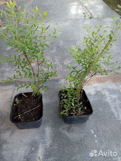 Многолетники