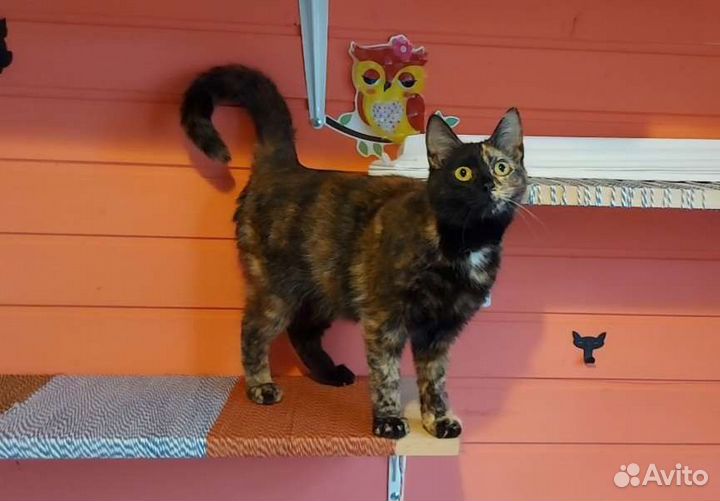 Пёстрая Кошка Клякса)