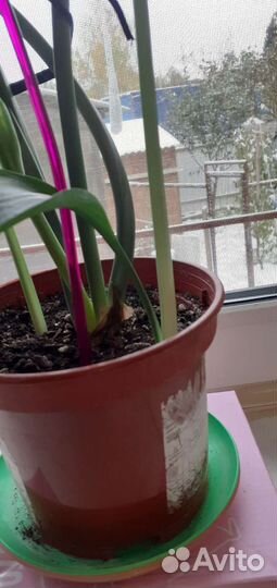 Комнатный цветок Эухарис