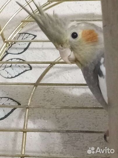 Попугай корелла