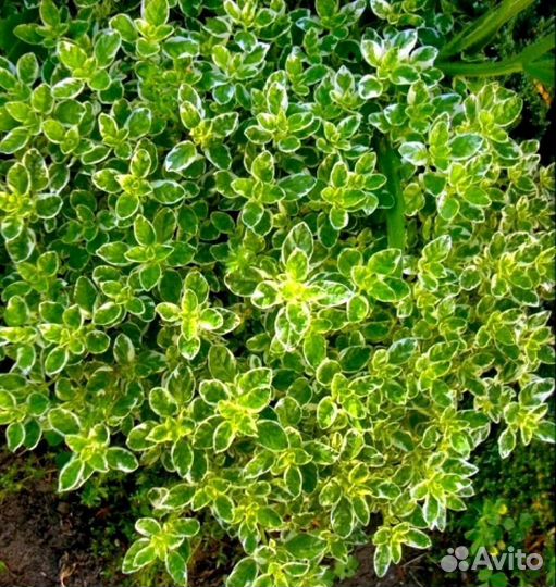 Душица (Орегано) обыкновенная Variegata Саженцы, Р