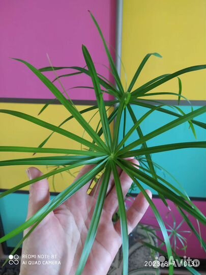 Циперус или болотная пальма, 1 год