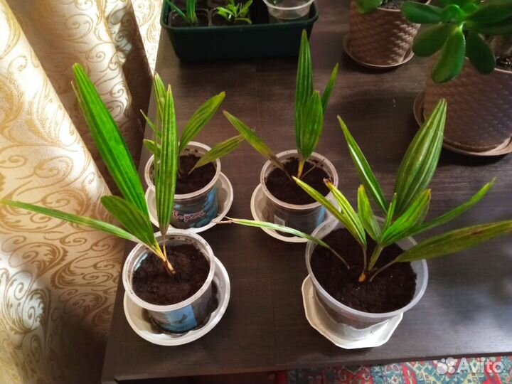 Финиковая пальма