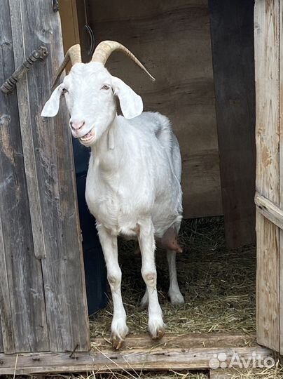 Коза дойная