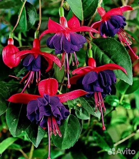 Фуксии черенки 4 сорта