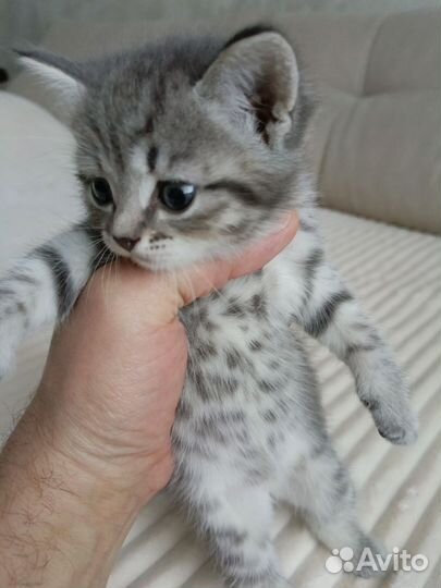 Отдам кошечку