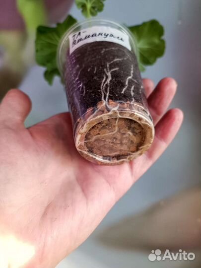 Та-Эммануэль