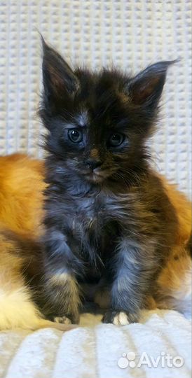 Котята мейн-кун